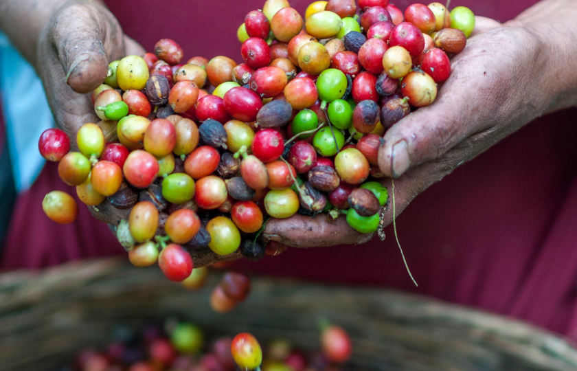 Made without beans: Could lab-grown coffee solve the global coffee shortage?