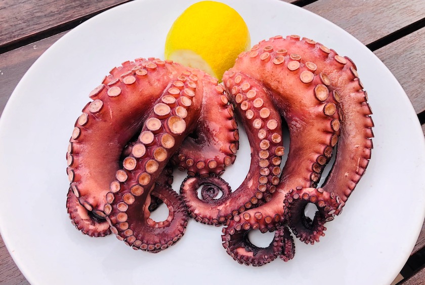 Octopus farms raise huge animal welfare concerns – and they’re unsustainable