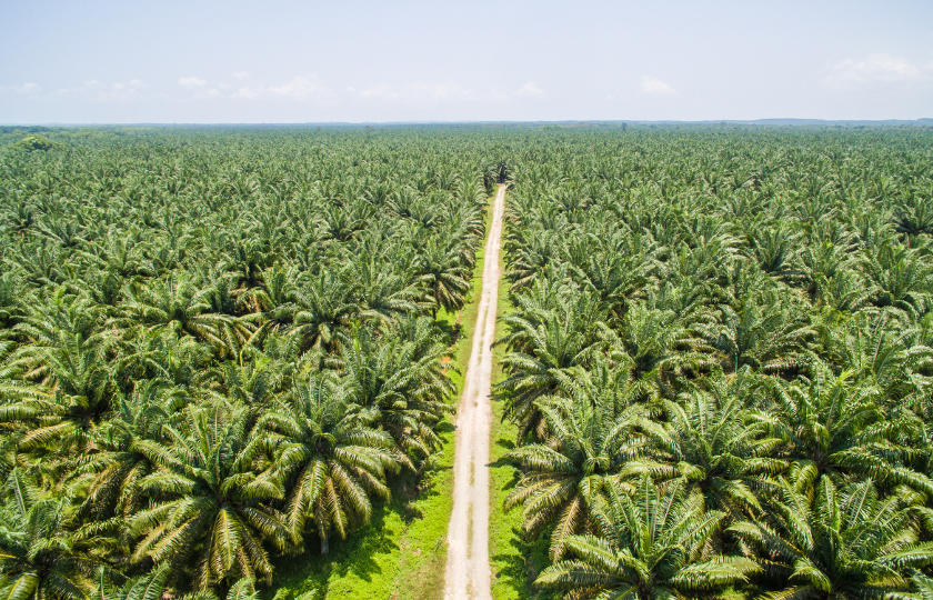 Sustainable alternatives to Palm Oil