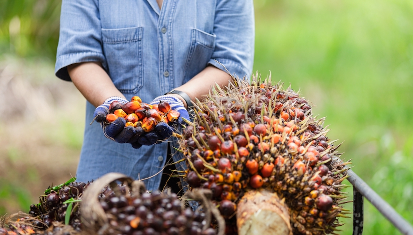 Palm oil boycotts – are they doing more harm than good?
