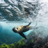 A seal swimming in the ocean