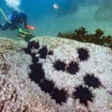 Farming sea urchins