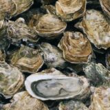 Oyster shells