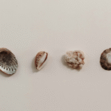 Seashells