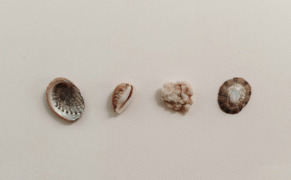 Seashells