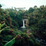 Rainforest