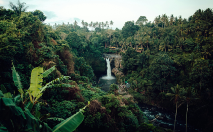 Rainforest