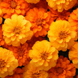Marigold