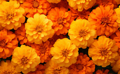 Marigold